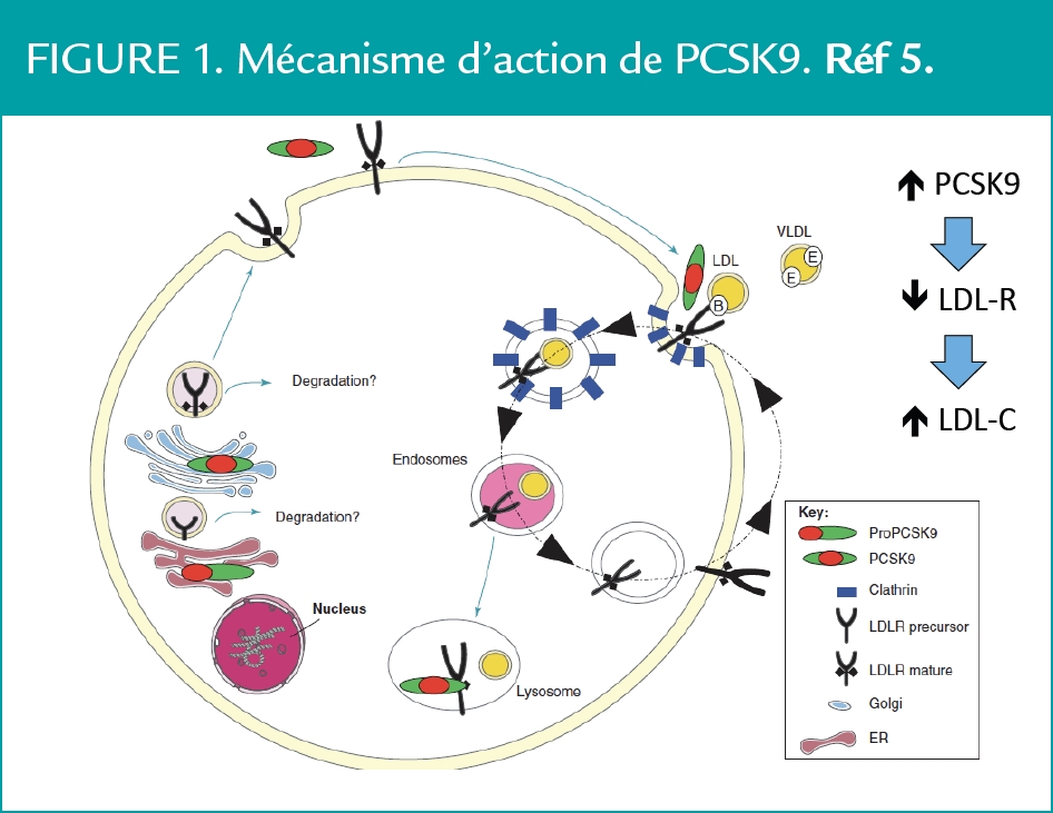 Mécanisme d’action de PCSK9.